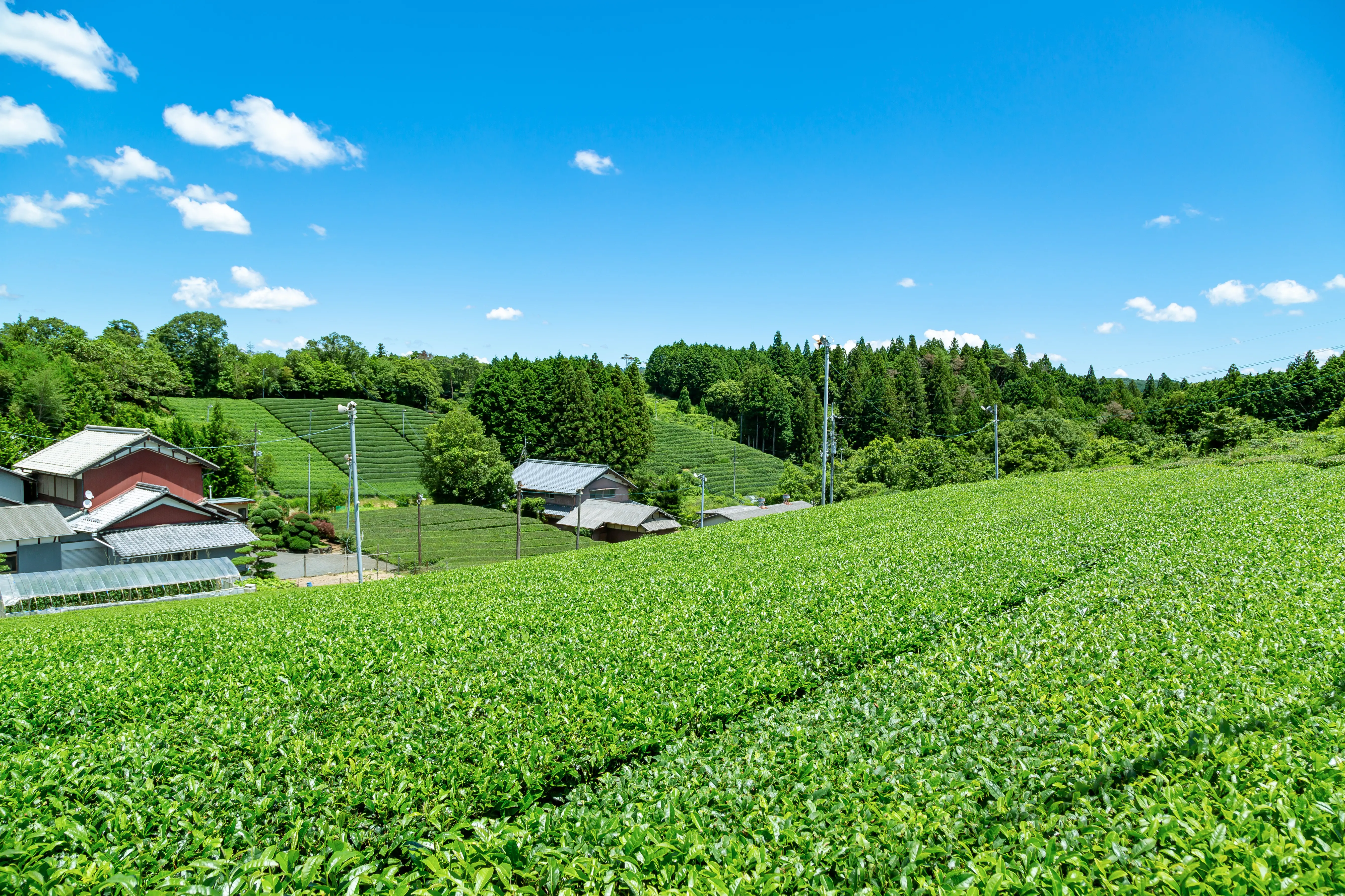 南山城村の茶畑と空